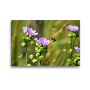 Premium Textil-Leinwand 45 x 30 cm Quer-Format Biene im Anflug | Wandbild, HD-Bild auf Keilrahmen, Fertigbild auf hochwertigem Vlies, Leinwanddruck von Marlise Gaudig