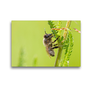 Premium Textil-Leinwand 45 x 30 cm Quer-Format Biene | Wandbild, HD-Bild auf Keilrahmen, Fertigbild auf hochwertigem Vlies, Leinwanddruck von Dany´s Blickwinkel
