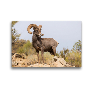 Premium Textil-Leinwand 45 x 30 cm Quer-Format Bighorn Sheep, Colorado National Monument, Colorado, USA | Wandbild, HD-Bild auf Keilrahmen, Fertigbild auf hochwertigem Vlies, Leinwanddruck von Christian Heeb