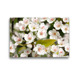 Premium Textil-Leinwand 45 x 30 cm Quer-Format Birnenblüten | Wandbild, HD-Bild auf Keilrahmen, Fertigbild auf hochwertigem Vlies, Leinwanddruck von Gisela Kruse