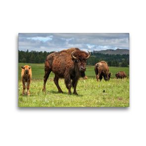 Premium Textil-Leinwand 45 x 30 cm Quer-Format Bison Familie im Custer State Park | Wandbild, HD-Bild auf Keilrahmen, Fertigbild auf hochwertigem Vlies, Leinwanddruck von Dieter-M. Wilczek