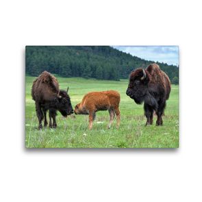 Premium Textil-Leinwand 45 x 30 cm Quer-Format Bison Familie im Custer State Park | Wandbild, HD-Bild auf Keilrahmen, Fertigbild auf hochwertigem Vlies, Leinwanddruck von Dieter-M. Wilczek