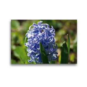 Premium Textil-Leinwand 45 x 30 cm Quer-Format Blaue Hyazinthe (Hyacinthus) | Wandbild, HD-Bild auf Keilrahmen, Fertigbild auf hochwertigem Vlies, Leinwanddruck von kattobello