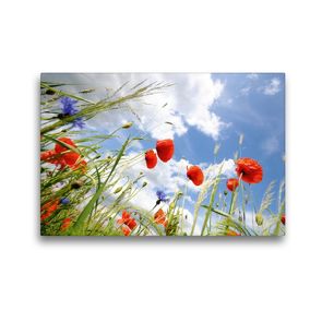 Premium Textil-Leinwand 45 x 30 cm Quer-Format Blick durch das Mohnfeld zum Himmel. Landschaft im Havelland. | Wandbild, HD-Bild auf Keilrahmen, Fertigbild auf hochwertigem Vlies, Leinwanddruck von Anja Frost