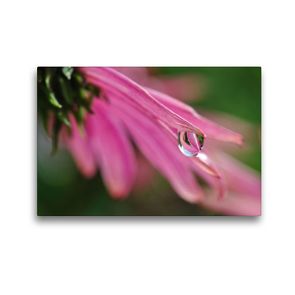 Premium Textil-Leinwand 45 x 30 cm Quer-Format Blüte einer Clematis mit Wassertropfen | Wandbild, HD-Bild auf Keilrahmen, Fertigbild auf hochwertigem Vlies, Leinwanddruck von Susanne Herppich