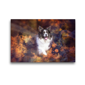 Premium Textil-Leinwand 45 x 30 cm Quer-Format Border Collie | Wandbild, HD-Bild auf Keilrahmen, Fertigbild auf hochwertigem Vlies, Leinwanddruck von Andrea Mayer Tierfotografie