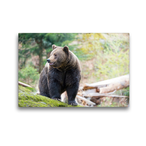 Premium Textil-Leinwand 45 x 30 cm Quer-Format Braunbär | Wandbild, HD-Bild auf Keilrahmen, Fertigbild auf hochwertigem Vlies, Leinwanddruck von CH Photography