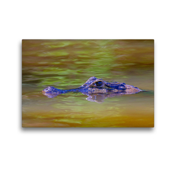 Premium Textil-Leinwand 45 x 30 cm Quer-Format Brillenkaiman (Caiman Crocodilus Yacara) | Wandbild, HD-Bild auf Keilrahmen, Fertigbild auf hochwertigem Vlies, Leinwanddruck von © viaje.ch