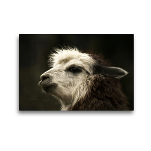Premium Textil-Leinwand 45 x 30 cm Quer-Format Cooler Alpakahengst auf gerahmter Leinwand | Wandbild, HD-Bild auf Keilrahmen, Fertigbild auf hochwertigem Vlies, Leinwanddruck von Bianca Mentil