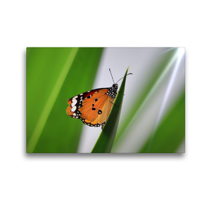 Premium Textil-Leinwand 45 x 30 cm Quer-Format Danaus chrysippus – Kleiner Monarch | Wandbild, HD-Bild auf Keilrahmen, Fertigbild auf hochwertigem Vlies, Leinwanddruck von Sabine Löwer