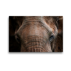 Premium Textil-Leinwand 45 x 30 cm Quer-Format Der rote afrikanische Elefant. | Wandbild, HD-Bild auf Keilrahmen, Fertigbild auf hochwertigem Vlies, Leinwanddruck von Ingo Gerlach