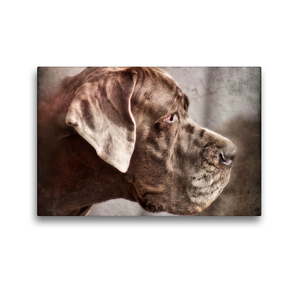 Premium Textil-Leinwand 45 x 30 cm Quer-Format Deutsche Dogge | Wandbild, HD-Bild auf Keilrahmen, Fertigbild auf hochwertigem Vlies, Leinwanddruck von Kattobello