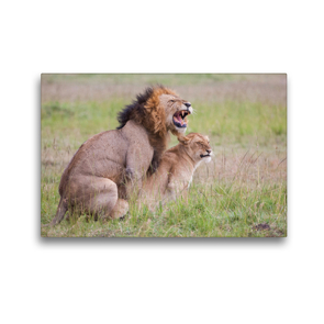 Premium Textil-Leinwand 45 x 30 cm Quer-Format Die Kraft der Löwen wird beim Liebesakt deutlich. | Wandbild, HD-Bild auf Keilrahmen, Fertigbild auf hochwertigem Vlies, Leinwanddruck von Ingo Gerlach GDT