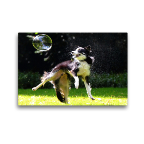 Premium Textil-Leinwand 45 x 30 cm Quer-Format dogs bubble | Wandbild, HD-Bild auf Keilrahmen, Fertigbild auf hochwertigem Vlies, Leinwanddruck von boris robert