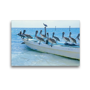 Premium Textil-Leinwand 45 x 30 cm Quer-Format Drollige Pelikane lassen sich auf einem Fischerboot nieder | Wandbild, HD-Bild auf Keilrahmen, Fertigbild auf hochwertigem Vlies, Leinwanddruck von CALVENDO