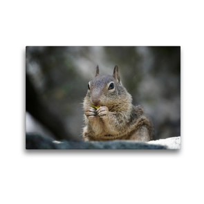 Premium Textil-Leinwand 45 x 30 cm Quer-Format Eichhörnchen | Wandbild, HD-Bild auf Keilrahmen, Fertigbild auf hochwertigem Vlies, Leinwanddruck von Franziska Hoppe