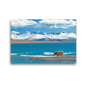 Premium Textil-Leinwand 45 x 30 cm Quer-Format Ein einsames Yak steht am idyllischen Nam Co See vor schneebedeckter Gebirgskette | Wandbild, HD-Bild auf Keilrahmen, Fertigbild auf hochwertigem Vlies, Leinwanddruck von CALVENDO