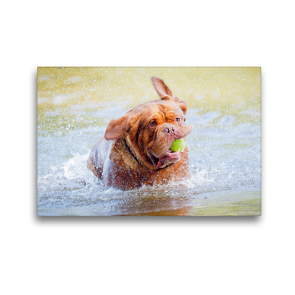 Premium Textil-Leinwand 45 x 30 cm Quer-Format Eine kräftige Bordeauxdogge holt seinen Ball aus dem Wasser | Wandbild, HD-Bild auf Keilrahmen, Fertigbild auf hochwertigem Vlies, Leinwanddruck von CALVENDO