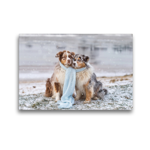 Premium Textil-Leinwand 45 x 30 cm Quer-Format Australian Shepherds mit Schal im Schnee | Wandbild, HD-Bild auf Keilrahmen, Fertigbild auf hochwertigem Vlies, Leinwanddruck von Annett Mirsberger