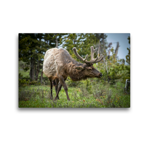 Premium Textil-Leinwand 45 x 30 cm Quer-Format Elk, Yellowstone Nationalpark, Wyoming, USA | Wandbild, HD-Bild auf Keilrahmen, Fertigbild auf hochwertigem Vlies, Leinwanddruck von Christian Heeb