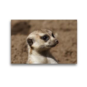 Premium Textil-Leinwand 45 x 30 cm Quer-Format Erdmännchen (Suricata suricatta) | Wandbild, HD-Bild auf Keilrahmen, Fertigbild auf hochwertigem Vlies, Leinwanddruck von kattobello