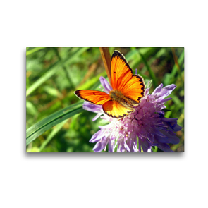 Premium Textil-Leinwand 45 x 30 cm Quer-Format Feuriger Blütengast | Wandbild, HD-Bild auf Keilrahmen, Fertigbild auf hochwertigem Vlies, Leinwanddruck von Capitana Art/D. K. Benkwitz