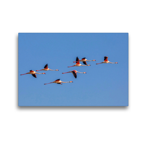 Premium Textil-Leinwand 45 x 30 cm Quer-Format Fliegende Flamingos in der Camargue | Wandbild, HD-Bild auf Keilrahmen, Fertigbild auf hochwertigem Vlies, Leinwanddruck von Martina Schikore