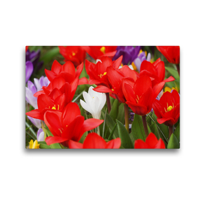 Premium Textil-Leinwand 45 x 30 cm Quer-Format Frühe rote Tulpen mit Krokussen | Wandbild, HD-Bild auf Keilrahmen, Fertigbild auf hochwertigem Vlies, Leinwanddruck von Gisela Kruse