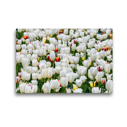 Premium Textil-Leinwand 45 x 30 cm Quer-Format Frühlingswiese mit blühenden weißen Tulpen | Wandbild, HD-Bild auf Keilrahmen, Fertigbild auf hochwertigem Vlies, Leinwanddruck von Dieter Meyer