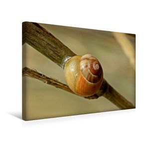 Premium Textil-Leinwand 45 x 30 cm Quer-Format Garten-Bänderschnecke (Cepaea hortensis) | Wandbild, HD-Bild auf Keilrahmen, Fertigbild auf hochwertigem Vlies, Leinwanddruck von Christine Schmutzler-Schaub von Schmutzler-Schaub,  Christine