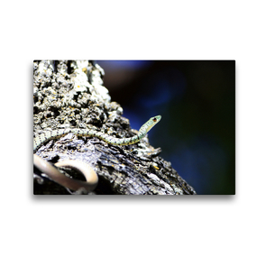 Premium Textil-Leinwand 45 x 30 cm Quer-Format Gefährliche Schlangen – Die Baumschlange | Wandbild, HD-Bild auf Keilrahmen, Fertigbild auf hochwertigem Vlies, Leinwanddruck von Michael Herzog