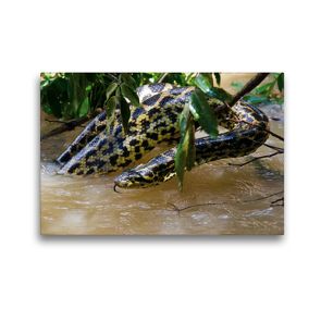 Premium Textil-Leinwand 45 x 30 cm Quer-Format Gelbe Anakonda im Pantanal | Wandbild, HD-Bild auf Keilrahmen, Fertigbild auf hochwertigem Vlies, Leinwanddruck von Juergen Woehlke