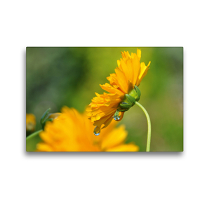 Premium Textil-Leinwand 45 x 30 cm Quer-Format Gelbe Blüte mit Regentropfen | Wandbild, HD-Bild auf Keilrahmen, Fertigbild auf hochwertigem Vlies, Leinwanddruck von Susanne Herppich