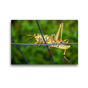 Premium Textil-Leinwand 45 x 30 cm Quer-Format Gelbe Heuschrecke Florida Romalea microptera | Wandbild, HD-Bild auf Keilrahmen, Fertigbild auf hochwertigem Vlies, Leinwanddruck von U-DO