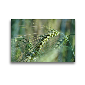 Premium Textil-Leinwand 45 x 30 cm Quer-Format Getreide | Wandbild, HD-Bild auf Keilrahmen, Fertigbild auf hochwertigem Vlies, Leinwanddruck von Flori0
