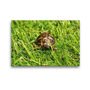 Premium Textil-Leinwand 45 x 30 cm Quer-Format Griechisches Landschildkröten Baby auf der Wiese | Wandbild, HD-Bild auf Keilrahmen, Fertigbild auf hochwertigem Vlies, Leinwanddruck von Kattobello