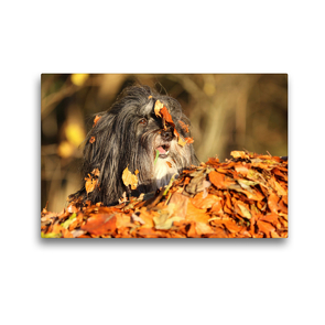 Premium Textil-Leinwand 45 x 30 cm Quer-Format Herbstlaub | Wandbild, HD-Bild auf Keilrahmen, Fertigbild auf hochwertigem Vlies, Leinwanddruck von Karolin Heepmann