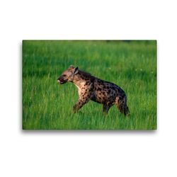 Premium Textil-Leinwand 45 x 30 cm Quer-Format Hyäne | Wandbild, HD-Bild auf Keilrahmen, Fertigbild auf hochwertigem Vlies, Leinwanddruck von Thorsten Jürs