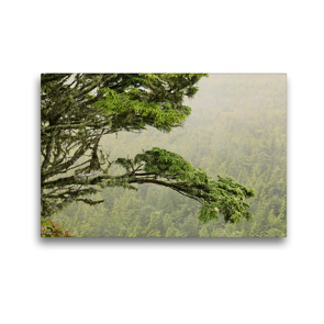 Premium Textil-Leinwand 45 x 30 cm Quer-Format Im nördlichsten Regenwald der Erde. | Wandbild, HD-Bild auf Keilrahmen, Fertigbild auf hochwertigem Vlies, Leinwanddruck von N N