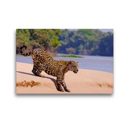 Premium Textil-Leinwand 45 x 30 cm Quer-Format Jaguar (Panthera Onca) | Wandbild, HD-Bild auf Keilrahmen, Fertigbild auf hochwertigem Vlies, Leinwanddruck von © viaje.ch
