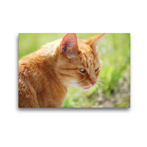 Premium Textil-Leinwand 45 x 30 cm Quer-Format Katze – Foto: Jean-Louis Glineur | Wandbild, HD-Bild auf Keilrahmen, Fertigbild auf hochwertigem Vlies, Leinwanddruck von Jean-Louis Glineur