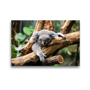 Premium Textil-Leinwand 45 x 30 cm Quer-Format Koala Bär auf einem Baum in Australien | Wandbild, HD-Bild auf Keilrahmen, Fertigbild auf hochwertigem Vlies, Leinwanddruck von Christian Colista