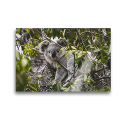 Premium Textil-Leinwand 45 x 30 cm Quer-Format Koala Magnetic Island | Wandbild, HD-Bild auf Keilrahmen, Fertigbild auf hochwertigem Vlies, Leinwanddruck von Fabian Zocher