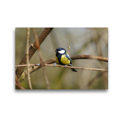 Premium Textil-Leinwand 45 x 30 cm Quer-Format Kohlmeise (Parus major) | Wandbild, HD-Bild auf Keilrahmen, Fertigbild auf hochwertigem Vlies, Leinwanddruck von kattobello