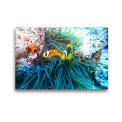 Premium Textil-Leinwand 45 x 30 cm Quer-Format Korallenriffe und ihre Bewohner | Wandbild, HD-Bild auf Keilrahmen, Fertigbild auf hochwertigem Vlies, Leinwanddruck von Andrea Hess