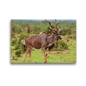 Premium Textil-Leinwand 45 x 30 cm Quer-Format Kudu Männchen | Wandbild, HD-Bild auf Keilrahmen, Fertigbild auf hochwertigem Vlies, Leinwanddruck von Barbara Fraatz