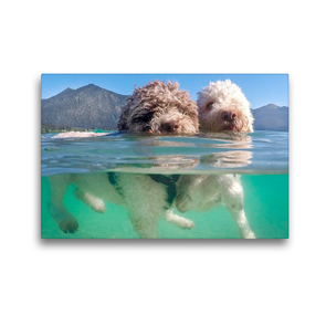 Premium Textil-Leinwand 45 x 30 cm Quer-Format Lagotto Romagnolo Paar beim Schwimmen mit Unterwasseransicht | Wandbild, HD-Bild auf Keilrahmen, Fertigbild auf hochwertigem Vlies, Leinwanddruck von Wuffclick-pic