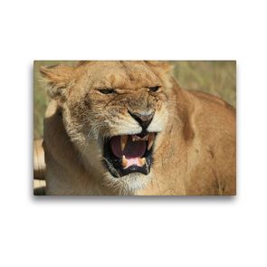 Premium Textil-Leinwand 45 x 30 cm Quer-Format Löwen – schlecht gelaunt | Wandbild, HD-Bild auf Keilrahmen, Fertigbild auf hochwertigem Vlies, Leinwanddruck von Michael Herzog