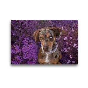 Premium Textil-Leinwand 45 x 30 cm Quer-Format Louisiana Catahoula Leopard Dog | Wandbild, HD-Bild auf Keilrahmen, Fertigbild auf hochwertigem Vlies, Leinwanddruck von Catahouligan on Tour