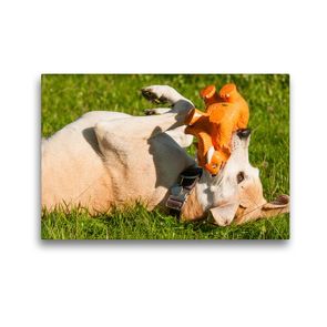 Premium Textil-Leinwand 45 x 30 cm Quer-Format Lustiger Hund | Wandbild, HD-Bild auf Keilrahmen, Fertigbild auf hochwertigem Vlies, Leinwanddruck von Meike Bölts